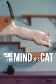 hd-Inside the Mind of a Cat