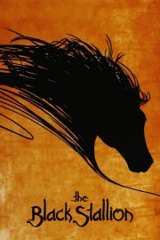 hd-The Black Stallion