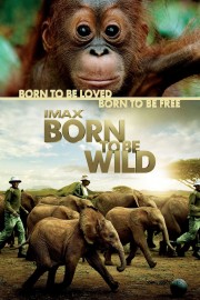 hd-Born to Be Wild