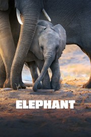 hd-Elephant
