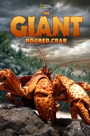 hd-The Giant Robber Crab