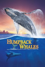 hd-Humpback Whales