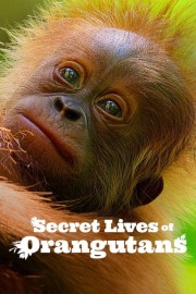 hd-Secret Lives of Orangutans