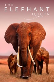 hd-The Elephant Queen